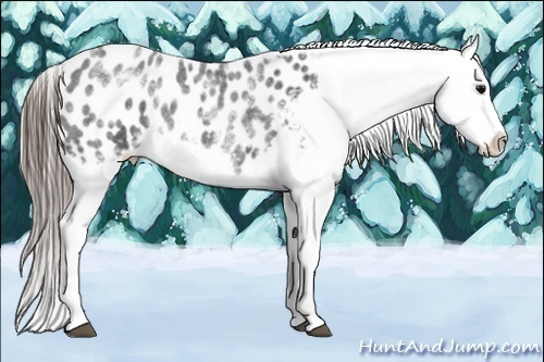 Horse Color:White Spotted Blue Roan Splash Frame Appaloosa 