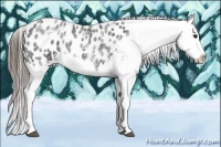 Horse Color:White Spotted Blue Roan Splash Frame Appaloosa