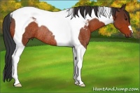 Horse Color:Bay Tobiano Rabicano