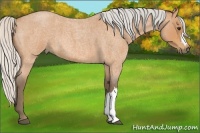 Horse Color:Silver Bay Roan