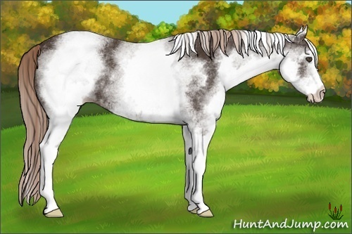 Horse Color:White Spotted Liver Chestnut 