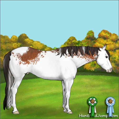 Horse Color:White Spotted Bay Tobiano