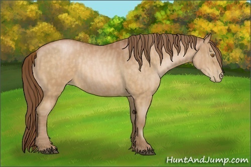 Horse Color:Bay Pearl  Brindle