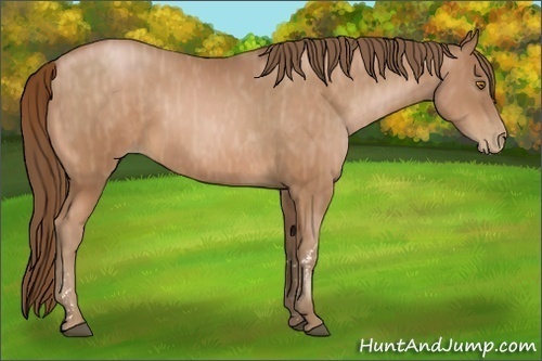Horse Color:Bay Pearl  Brindle