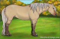 Horse Color:Silver Bay Dun