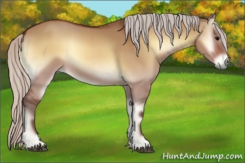 Horse Color:Silver Bay Onyx