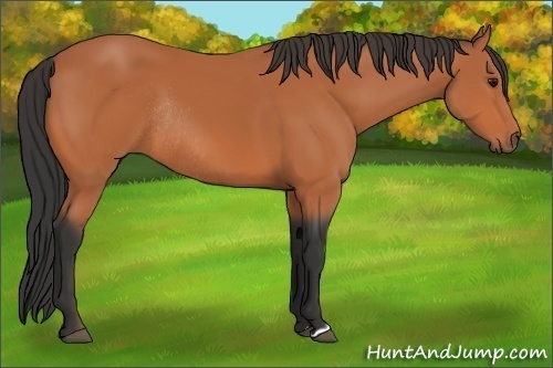 Horse Color:Bay Rabicano 