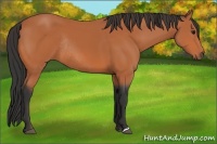 Horse Color:Bay Rabicano 