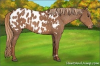 Horse Color:White Spotted Chestnut Blanket Rabicano 