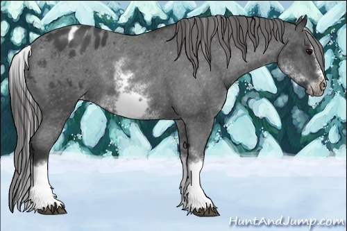 Horse Color:White Spotted Blue Roan Splash Frame Appaloosa 