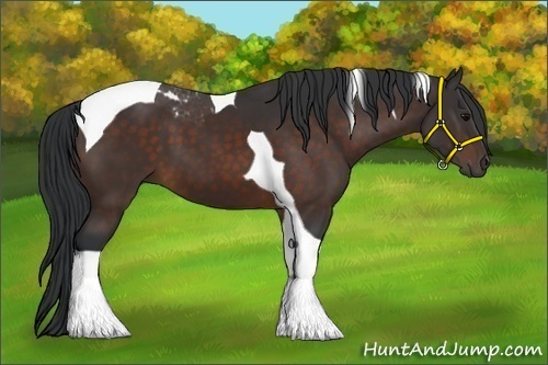 Horse Color:Bay Tobiano 