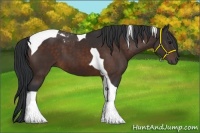 Horse Color:Bay Tobiano 