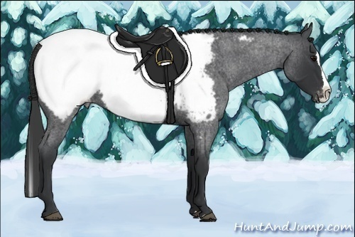 Horse Color:Blue Roan Splash Appaloosa 