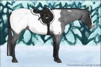 Horse Color:Blue Roan Splash Appaloosa