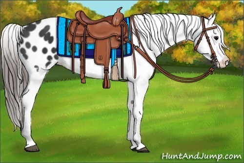 Horse Color:Black Appaloosa 