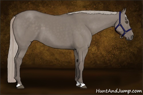 Horse Color:Silver Grullo 