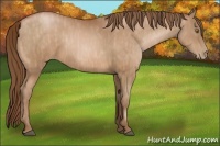Horse Color:Bay Pearl Brindle