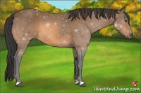 Horse Color:Buckskin 