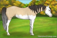 Horse Color:Buckskin Roan Dun Splash 