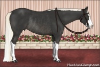 Horse Color:Liver Chestnut Sabino Splash Rabicano 