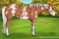 Horse Color:White Spotted Silver Bay 