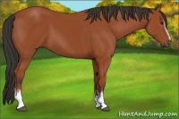 Horse Color:White Spotted Bay 
