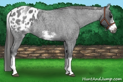 Horse Color:White Spotted Blue Roan Splash Frame Appaloosa 