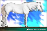 Horse Color:White Spotted Liver Chestnut Pearl Appaloosa 