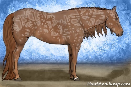 Horse Color:Chestnut Ice 