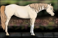 Horse Color:Buckskin Pearl 