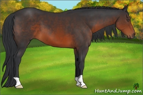 Horse Color:Brown 