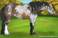 Horse Color:Buckskin Ice 