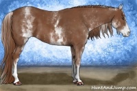 Horse Color:White Spotted Chestnut Sabino 