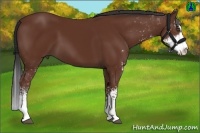 Horse Color:Bay Sabino 