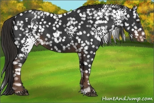 Horse Color:White Spotted Liver Chestnut Snowflake Varnish