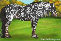 Horse Color:White Spotted Liver Chestnut Snowflake Varnish