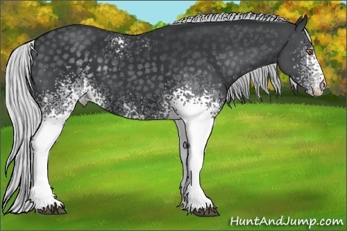 Horse Color:White Spotted Silver Black Chinchilla 