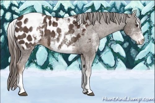 Horse Color:White Spotted Liver Chestnut Sabino Appaloosa 