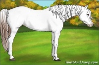 Horse Color:White Spotted Chestnut Sabino Appaloosa