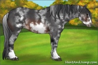 Horse Color:White Spotted Brown Roan Frame 