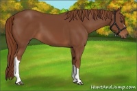 Horse Color:Chestnut 