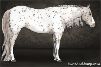Horse Color:Chocolate Palomino Appaloosa