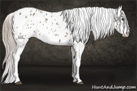 Horse Color:Chocolate Palomino Appaloosa 