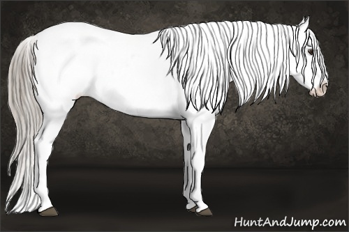 Horse Color:Chocolate Palomino Snowflake Varnish 
