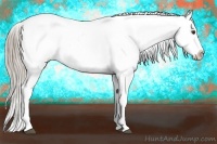 Horse Color:Chocolate Palomino Appaloosa