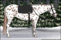Horse Color:Chestnut Appaloosa 