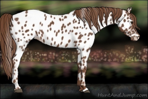 Horse Color:Chestnut Appaloosa 