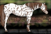 Horse Color:Chestnut Appaloosa
