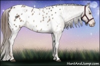 Horse Color:White Spotted Liver Chestnut Appaloosa 