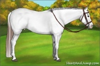 Horse Color:White Spotted Chestnut Sabino Blanket 
